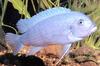 Fish - What is this?