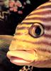 Fish - What is this?