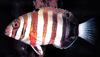 Fish - What is this?