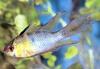 Fish - What is this?