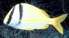 Fish - What is this?
