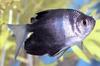 Fish - What is this?