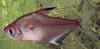 Fish - What is this?