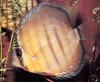 Fish - What is this?