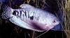 Fish - What is this?