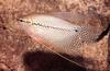 Fish - What is this?