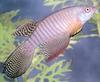 Fish - What is this?