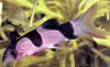 Fish - What is this?