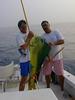 Common Dolphinfish (Coryphaena hippurus)