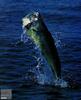 Common Dolphinfish (Coryphaena hippurus)