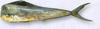 Common Dolphinfish (Coryphaena hippurus)