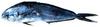 Common Dolphinfish (Coryphaena hippurus)