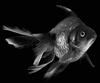 Goldfish (Carassius auratus auratus)