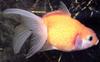 Goldfish (Carassius auratus auratus)