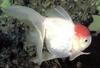 Goldfish (Carassius auratus auratus)