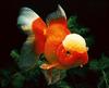 Goldfish (Carassius auratus auratus)