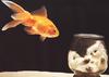 Goldfish (Carassius auratus auratus)