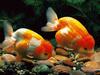 Goldfish (Carassius auratus auratus)