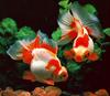 Goldfish (Carassius auratus auratus)