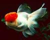 Goldfish (Carassius auratus auratus)