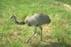 Greater Rhea (Rhea americana)