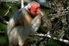 Red Uakari (Cacajao calvus)