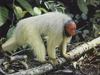 Red Uakari (Cacajao calvus)