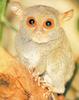 Tarsier (Tarsius sp.)