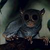 Tarsier (Tarsius sp.)