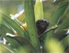 Black-faced Lion Tamarin (Leontopithecus caissara)