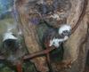 Cotton-top Tamarin (Saguinus oedipus)