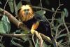 Golden-headed Lion Tamarin (Leontopithecus chrysomelas)