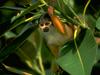 South American Squirrel Monkey (Saimiri sciureus)