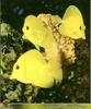 Yellow Tang (Zebrasoma flavescens)