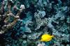 Yellow Tang (Zebrasoma flavescens)