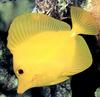 Yellow Tang (Zebrasoma flavescens)