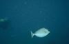 Tang (Acanthurus sp.)