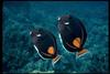 Achilles Tang (Acanthurus achilles)