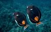 Achilles Tang (Acanthurus achilles)