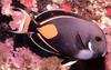 Achilles Tang (Acanthurus achilles)