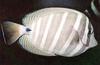 Sailfin Tang (Zebrasoma veliferum)