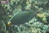 Naso Tang / Orangespine Unicornfish (Naso lituratus)