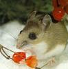 White-footed Mouse (Peromyscus leucopus)