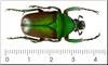 Beetle