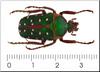 Beetle