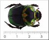 Beetle
