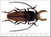 Beetle