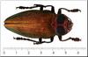 Beetle