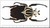 Beetle