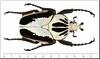 Beetle